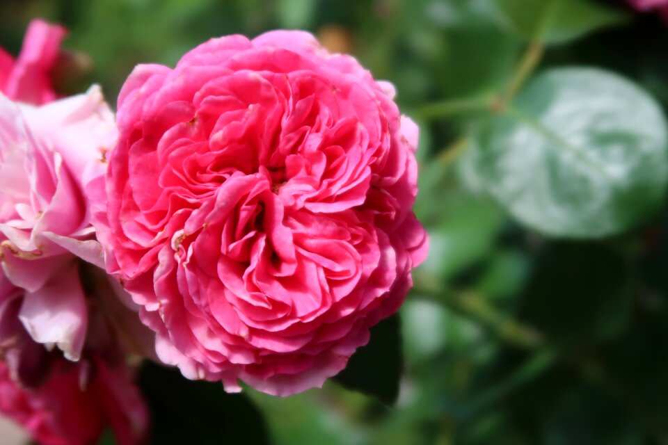 Bloom nature pink flowers