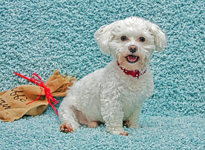 Cute four-legged puppy