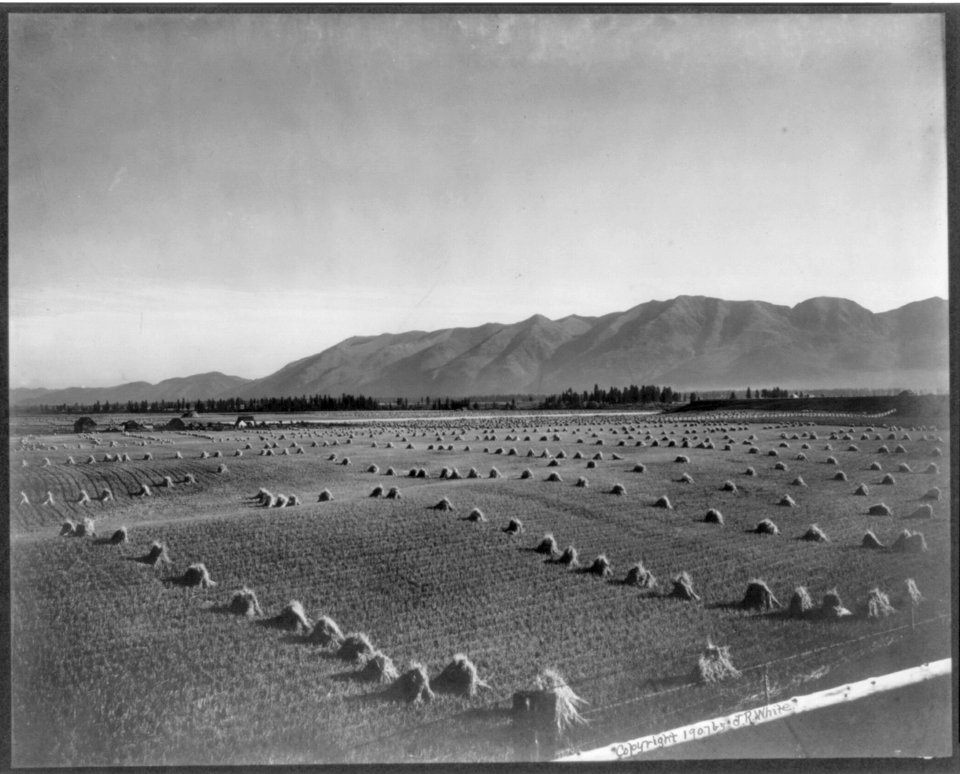 Mont. - Flathead - view across harvested hayfields toward mountains LCCN2006690031