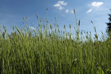Harvest lavender spring