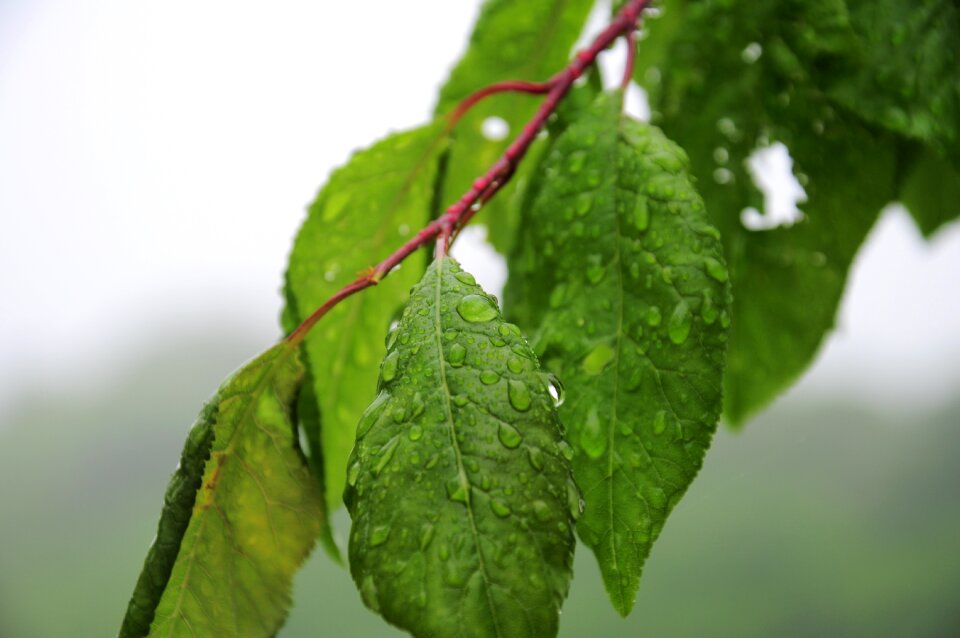 Green water droplets spring