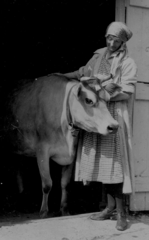 Montgomerie, Miss Viva Seton with cow