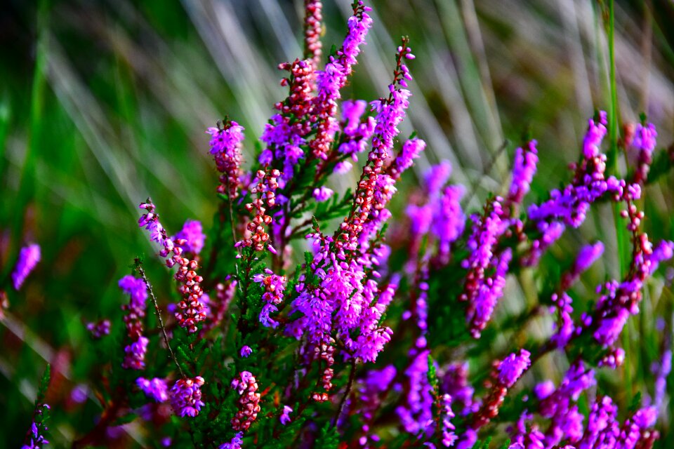 Close up ericaceae heather