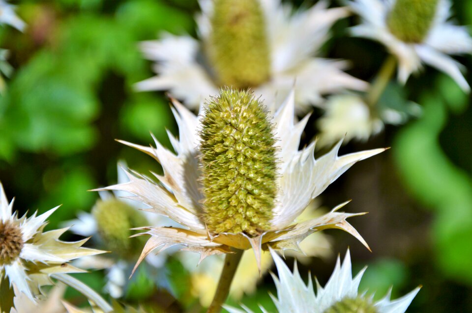Violet nature prickly