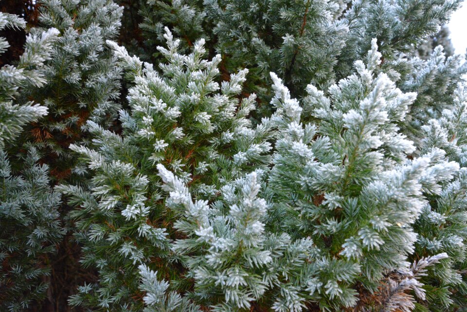 Twig snow and trees in the cold photo