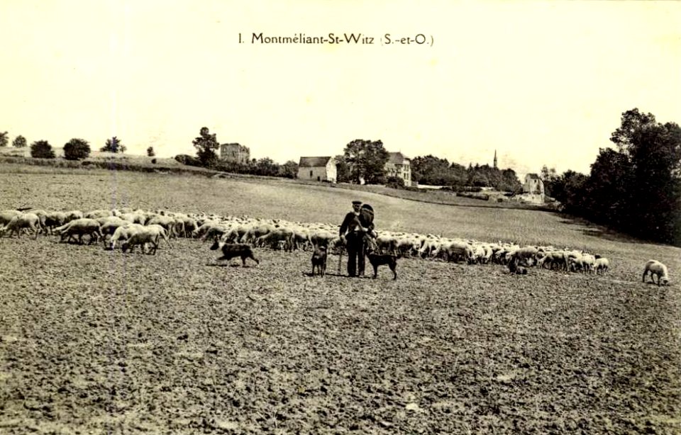 Montmélian, panorama avec berger et troupeau