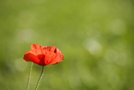 Summer grass poppy photo