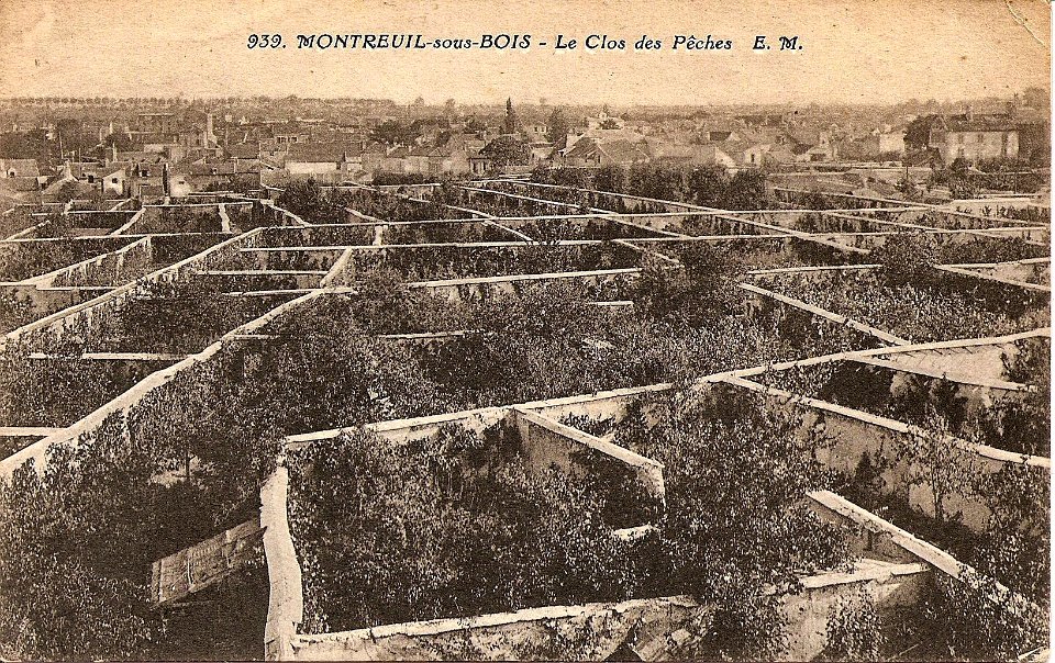 MONTREUIL - Le clos des peches