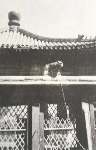 Monkey in the Forbidden City 1914-1924
