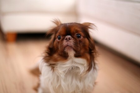 Animal pet adorable