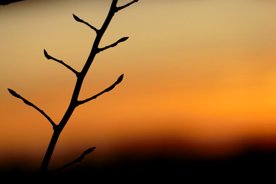 Silhouette outdoors sun