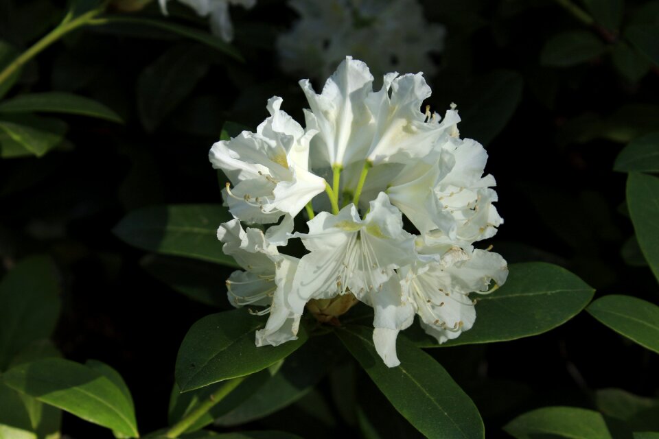 Leaf garden rhododendron