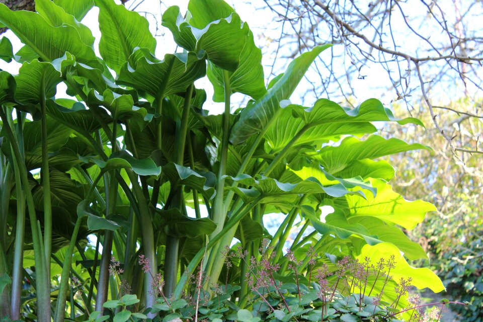 Green nature spring