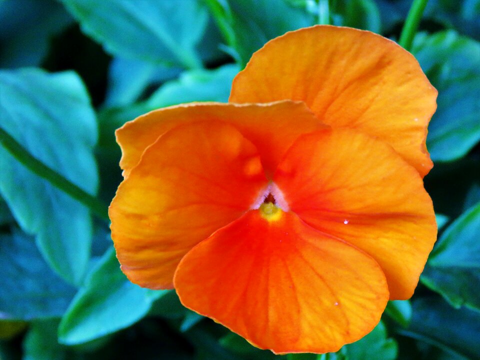 Orange garden macro photo