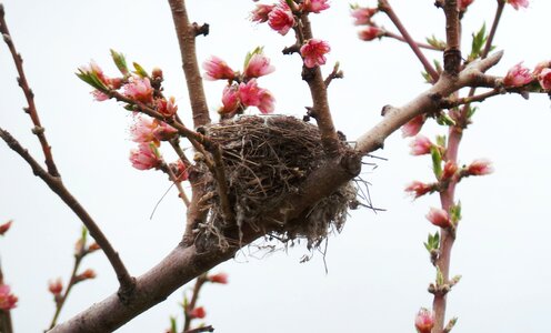 Flower nest nature