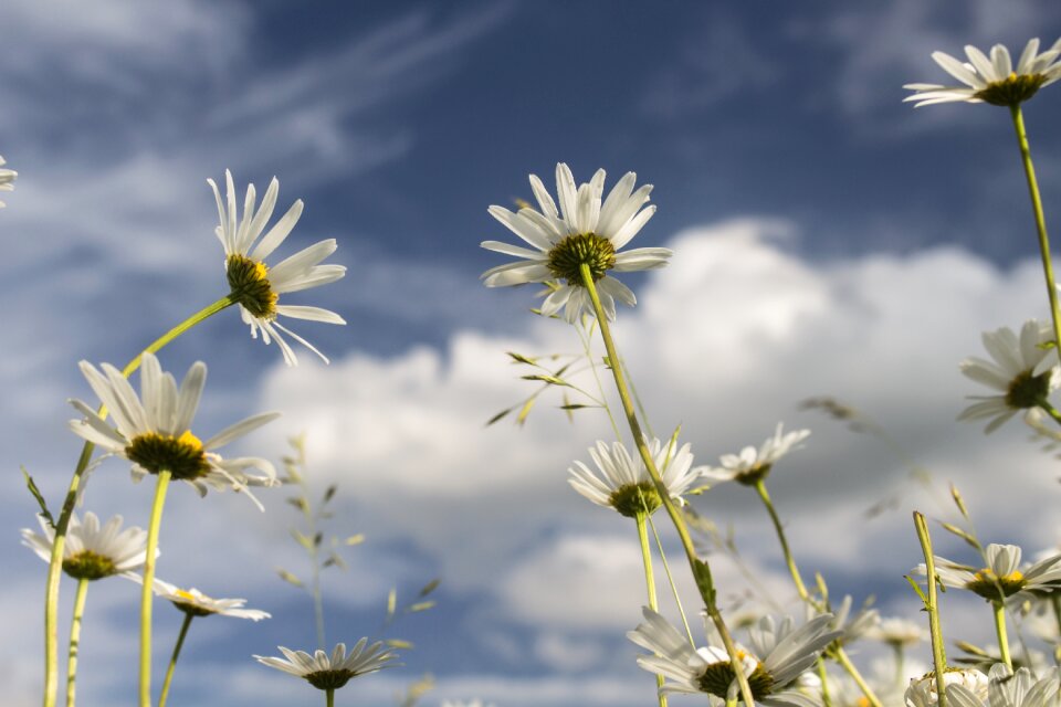 Summer plants white
