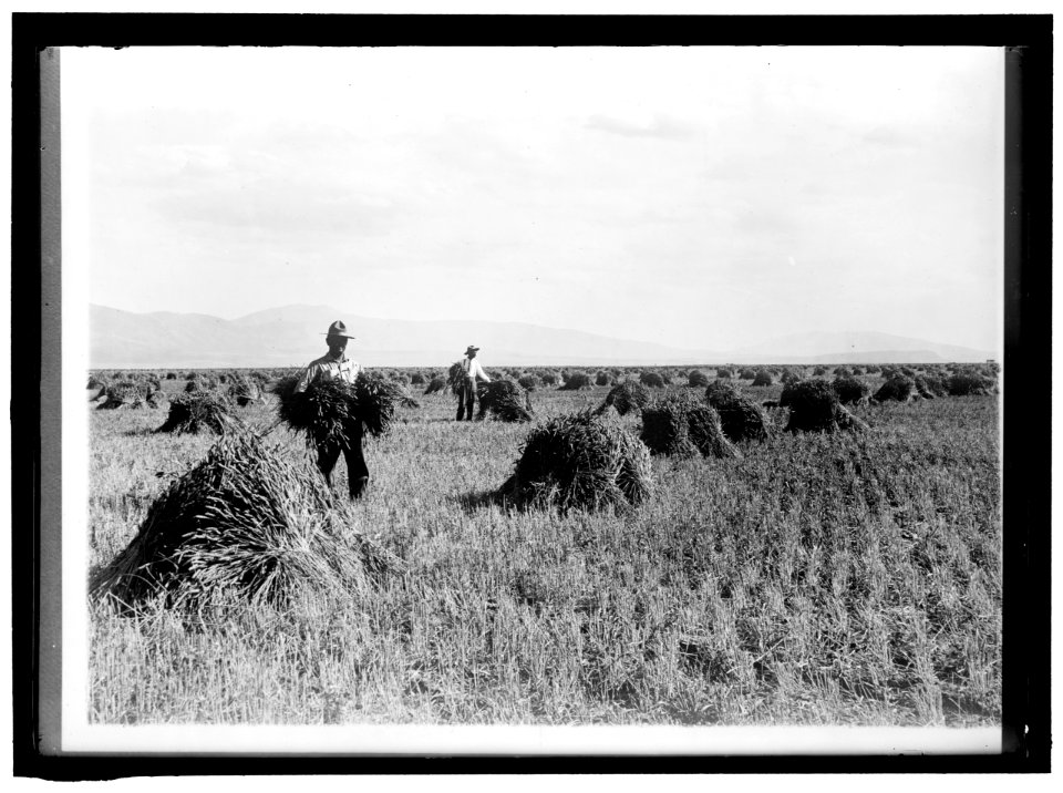 MINIDOKA PROJECT. U.S. RECLAMATION BUREAU. MINIDOKA DESERT ON YEAR AFTER IRRIGATION BY GOVERNMENT LCCN2016865103
