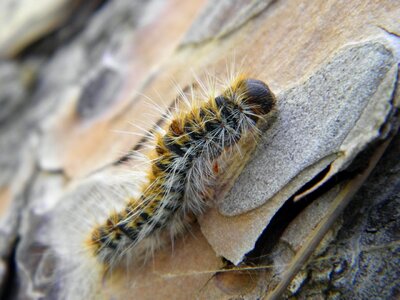 Closeup insect larva photo