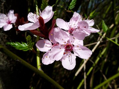 Flower blossom bloom