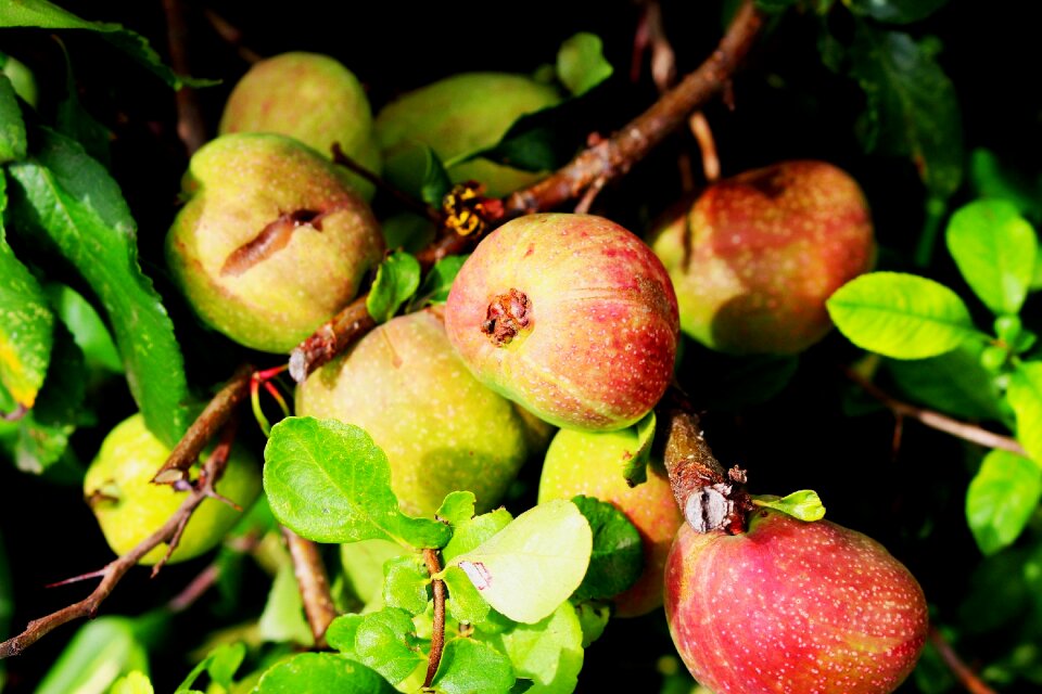 Sad fresh fruit summer