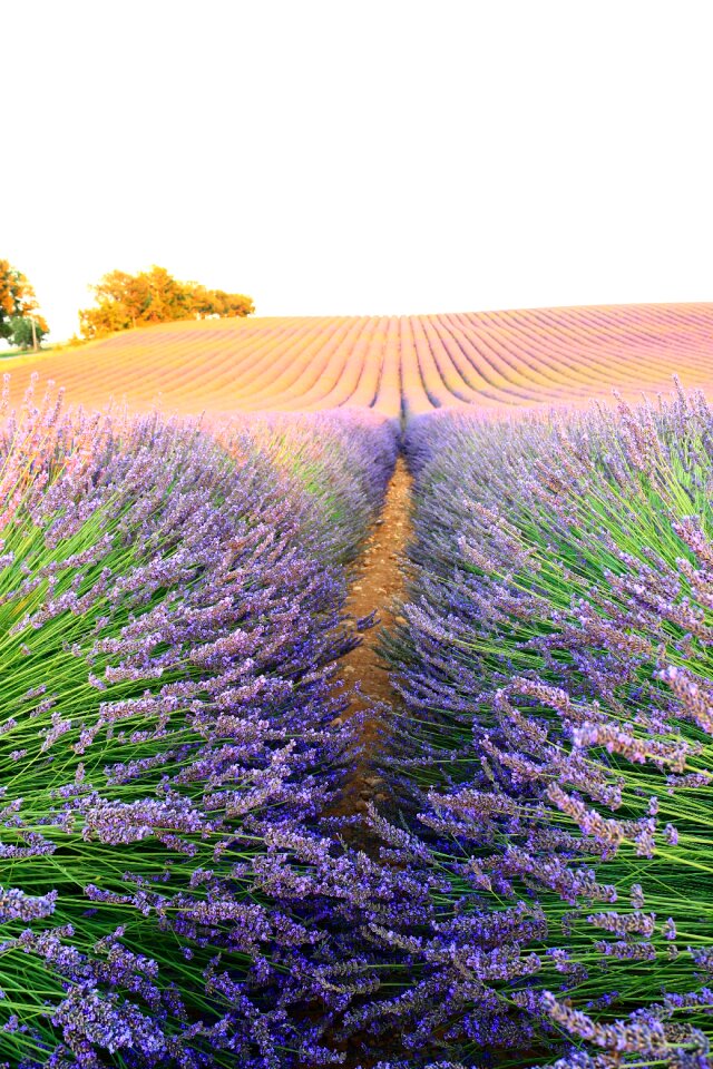 Lavender nature bee