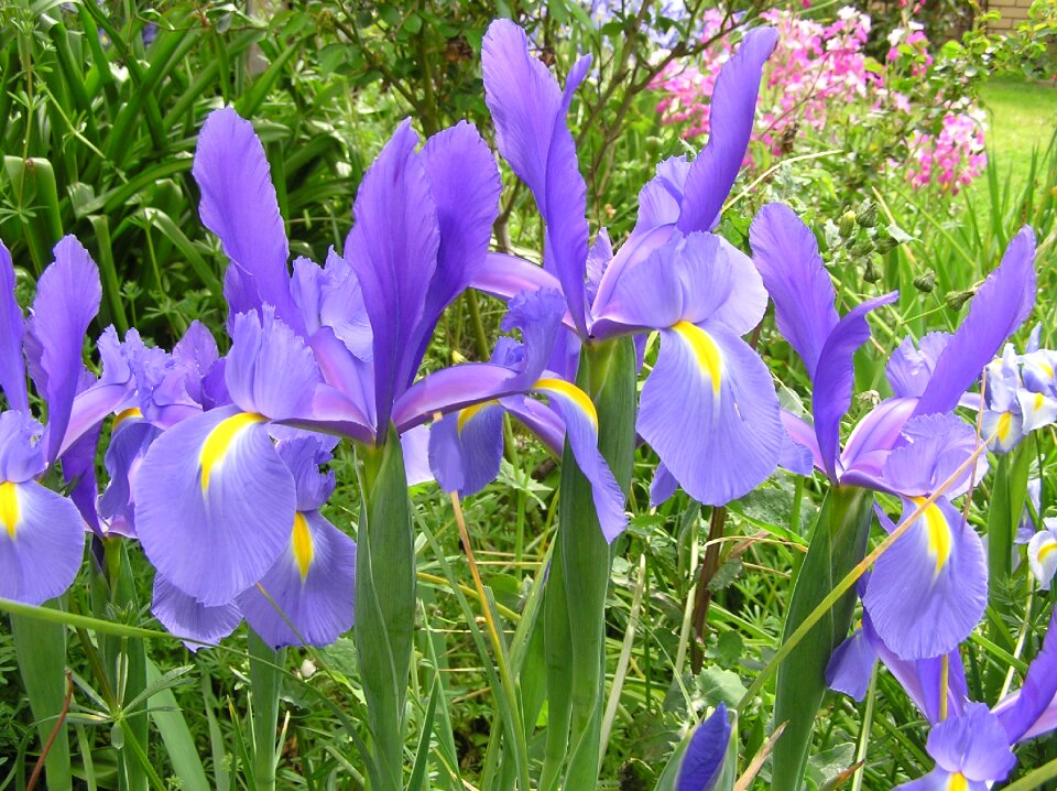 Blue blooms garden
