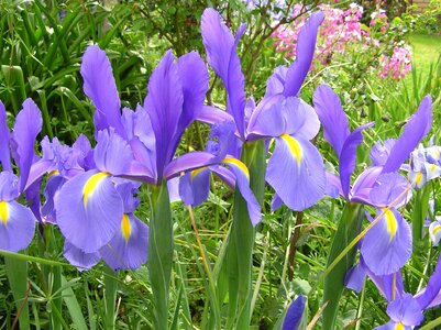 Blue blooms garden
