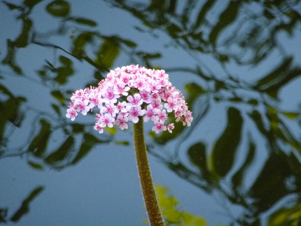 Pond flower aquatic plant