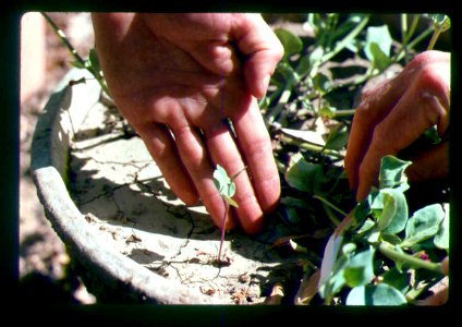 Mirabilis macfarlanei seedling growing in scientific researcher Chuck Baker's yard