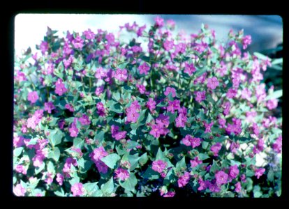 Mirabilis macfarlanei growing in scientific researcher Chuck Baker's yard- closeup