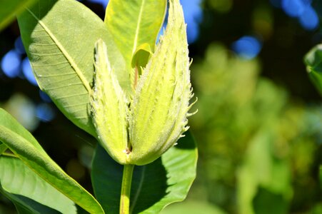 Plant flower green