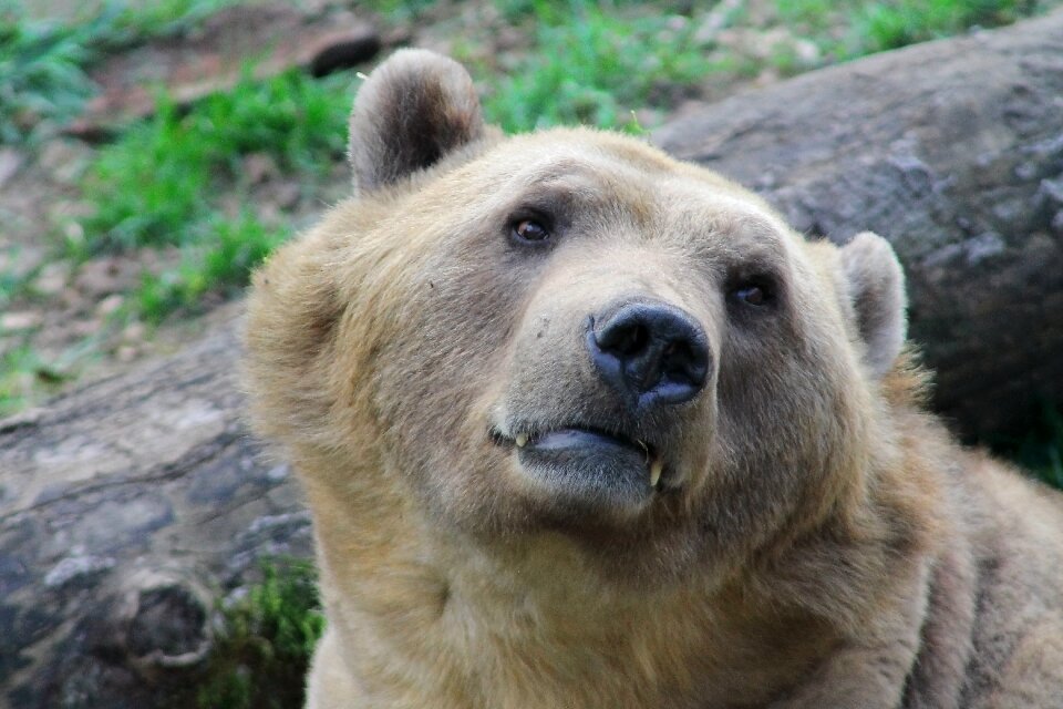 Animal world animal wild