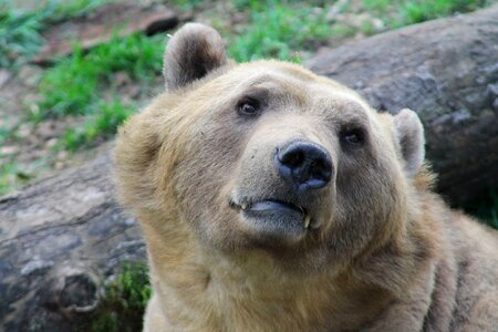Animal world animal wild