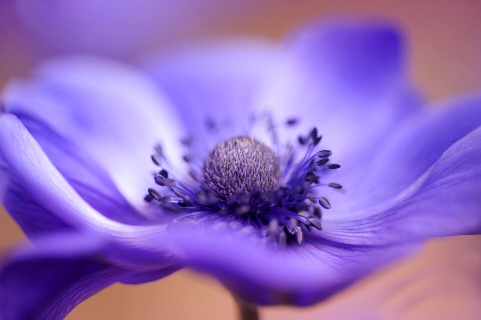 Plant summer anemone