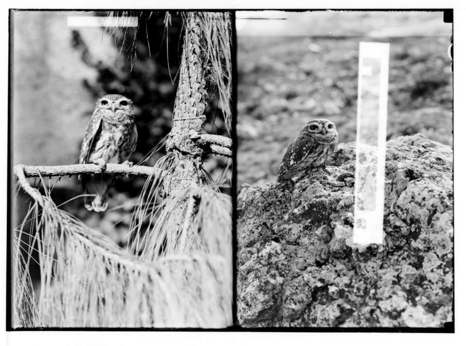 Miscellaneous. An owl LOC matpc.02384