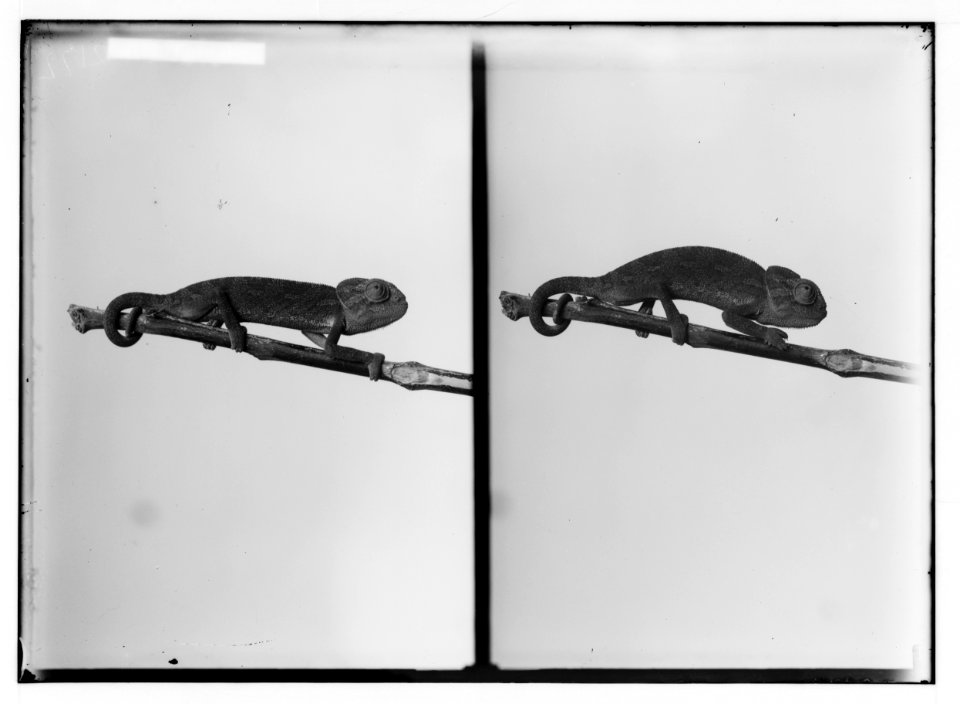 Miscellaneous. Chamaleon (i.e., chameleon) LOC matpc.02385