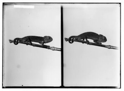 Miscellaneous. Chamaleon (i.e., chameleon) LOC matpc.02385