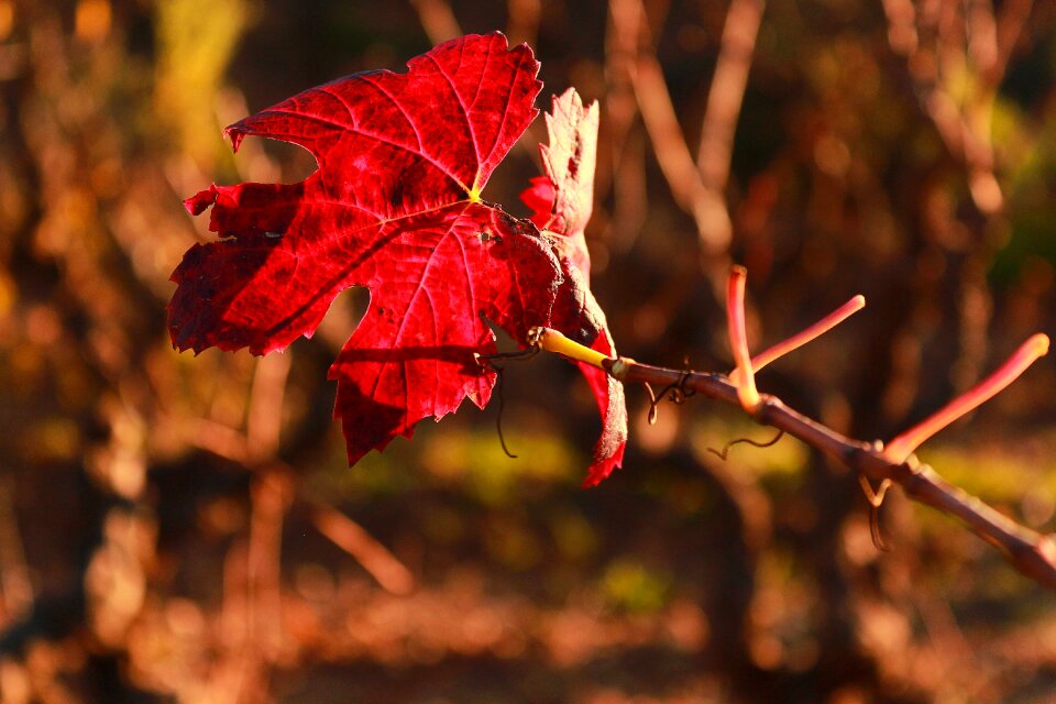 Leaf vine provence