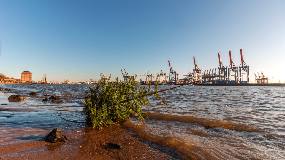 Sea fir tree christmas photo