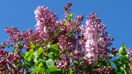 Tree spring garden photo