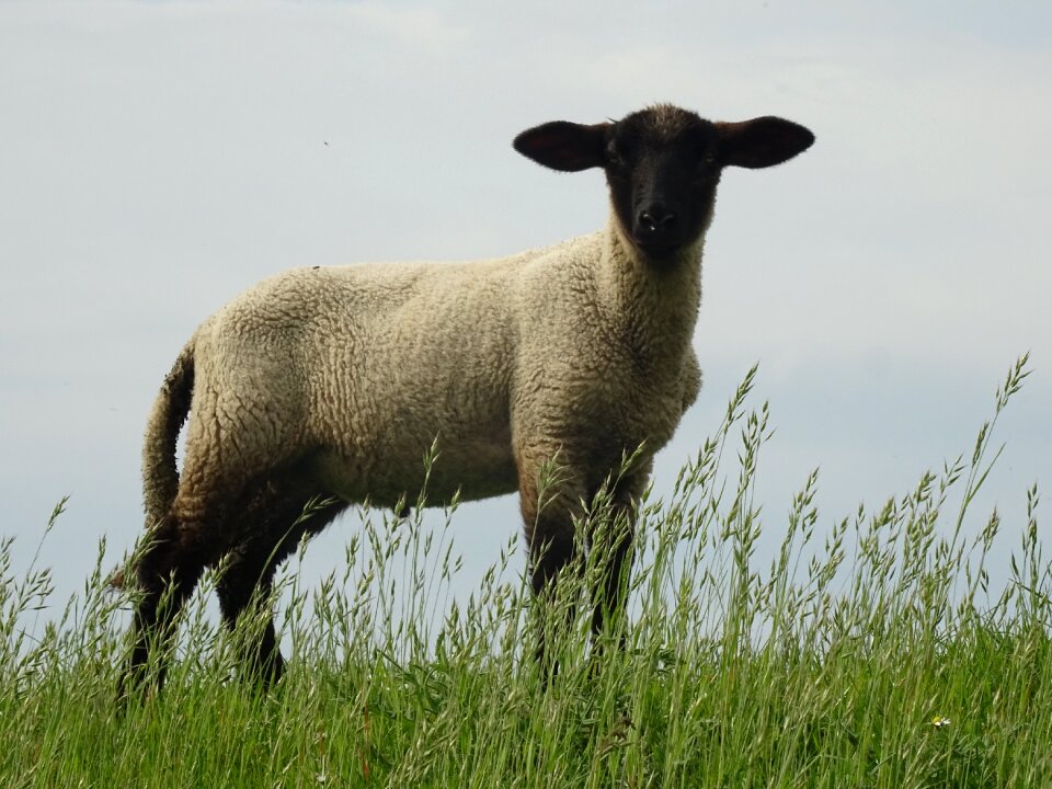 Lamb countryside farm