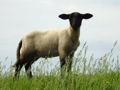 Lamb countryside farm photo