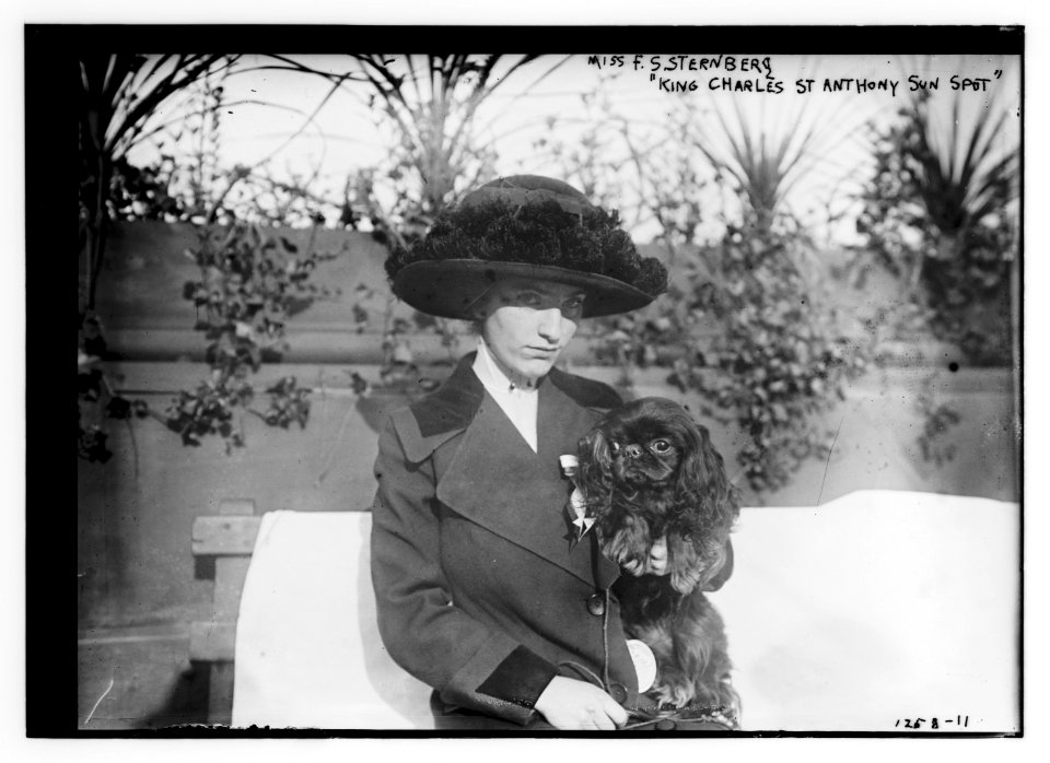 Miss F.S. Sternberg King Charles St. Anthony Sun Spot (dog) LCCN2014686529