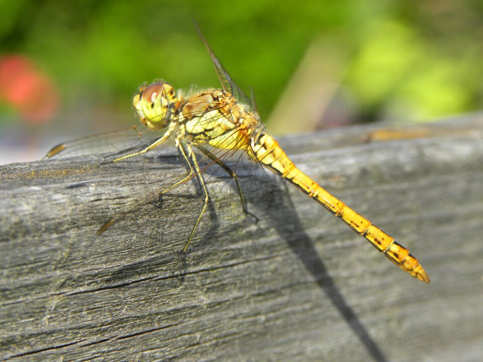 Summer wings animals
