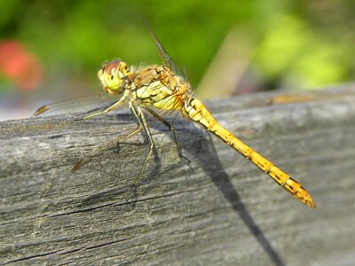 Summer wings animals photo