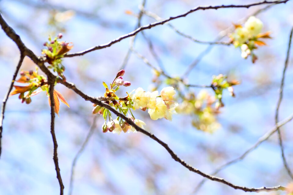 Branch plant wood