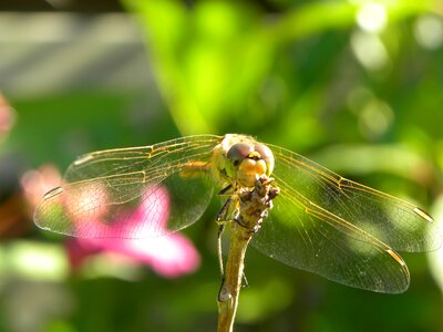 Summer wings animals photo