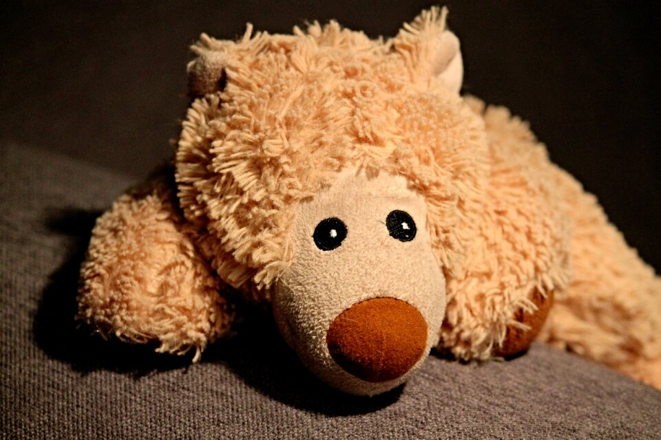Bears soft toy cute