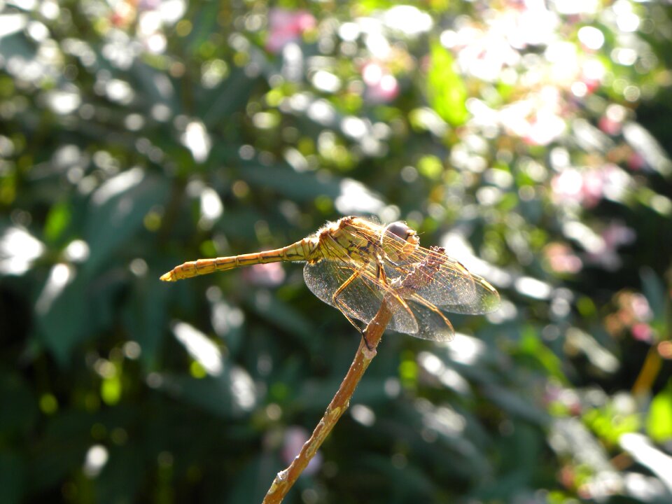 Summer wings animals