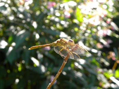 Summer wings animals